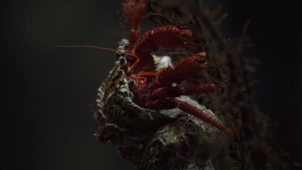 Big hermit crab — Stock Video