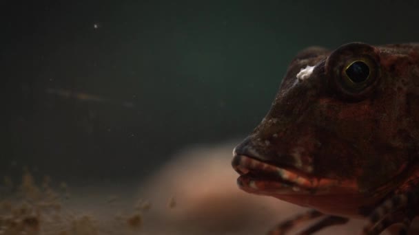 Exotisk fisk i akvarium — Stockvideo