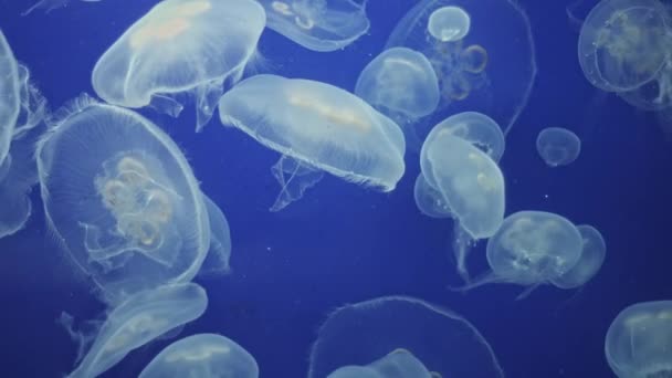 Méduses sous-marines se déplaçant autour — Video