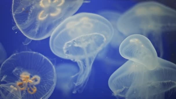 Meduse Sott'acqua in movimento — Video Stock