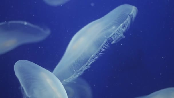 Medusa Subaquática se movendo ao redor — Vídeo de Stock