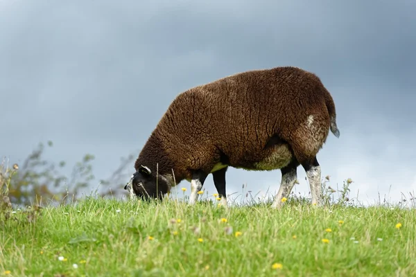 羊の草を食べ — ストック写真