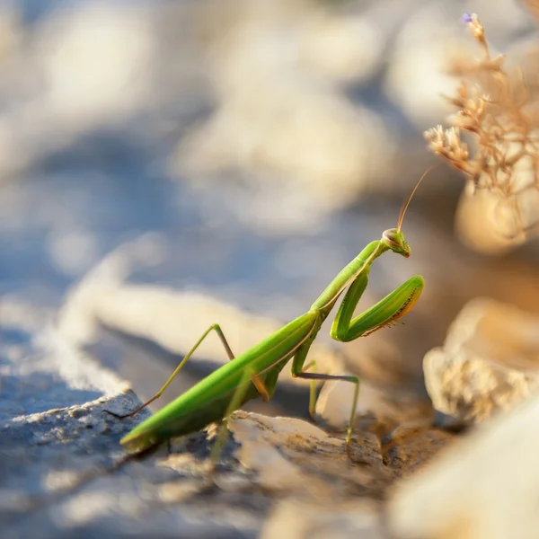 Orando Mantis em rochas — Fotografia de Stock