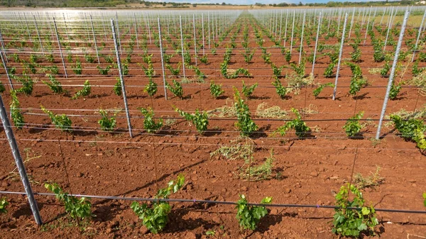 Wijnbouw met druiven aanplant — Stockfoto