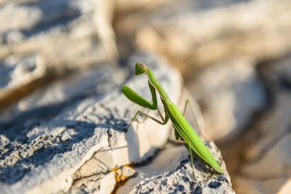 Praying Mantis on rocks — Stock Photo, Image