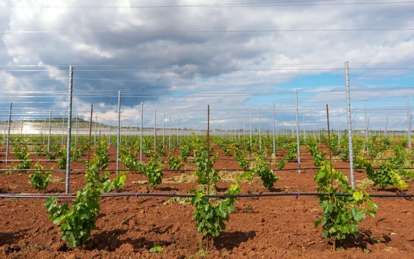 Wijnbouw met druiven aanplant — Stockfoto
