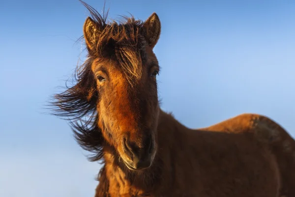 Cheval brun gros plan — Photo