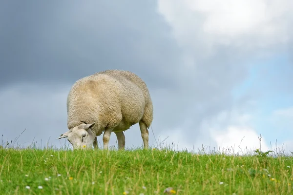 Moutons se nourrissant d'herbe — Photo