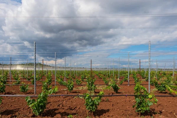 Duże pole winogron — Zdjęcie stockowe