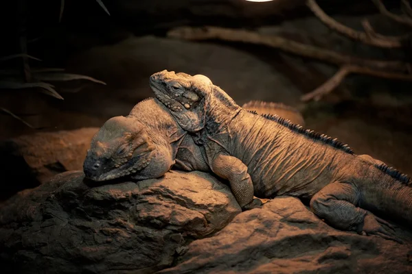 Large lizards sleeping — Stock Photo, Image