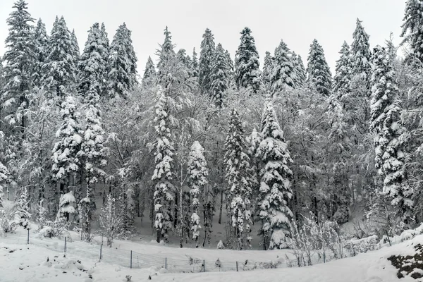 Abeto cubierto de nieve —  Fotos de Stock