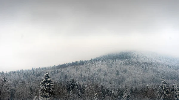 Snötäckta granar — Stockfoto