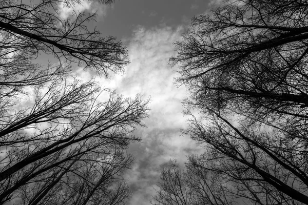 Hoto abstrato de alguns ramos de inverno — Fotografia de Stock