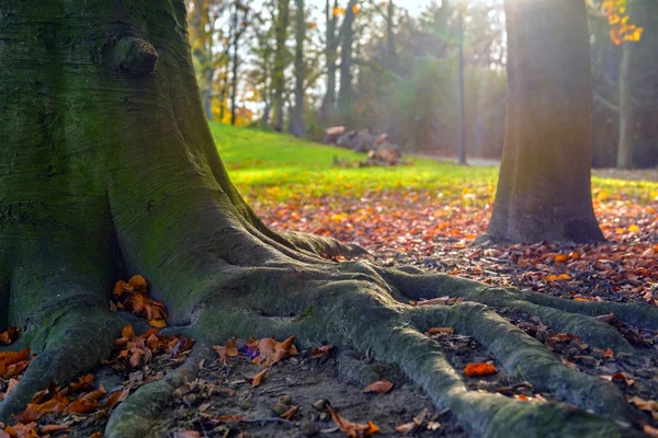 Colorido parque de otoño — Foto de Stock