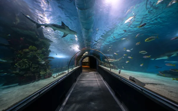 Hallway at large aquarium — Stock Photo, Image
