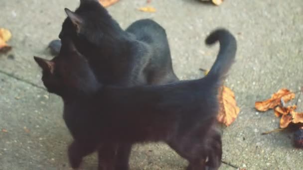 Mother cat with her young one closeup footage — Stock Video