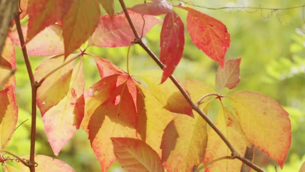 Podzimní listí foukané větrem detailně — Stock video