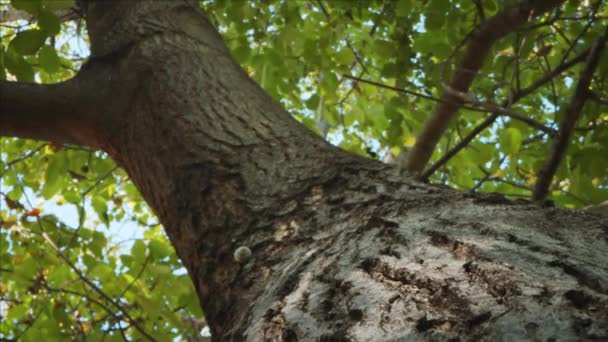 Tree trunk in camera motion closeup footage — Stock Video