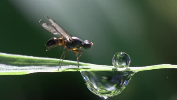 Kleine vlieg op grassprietje macromateriaal — Stockvideo
