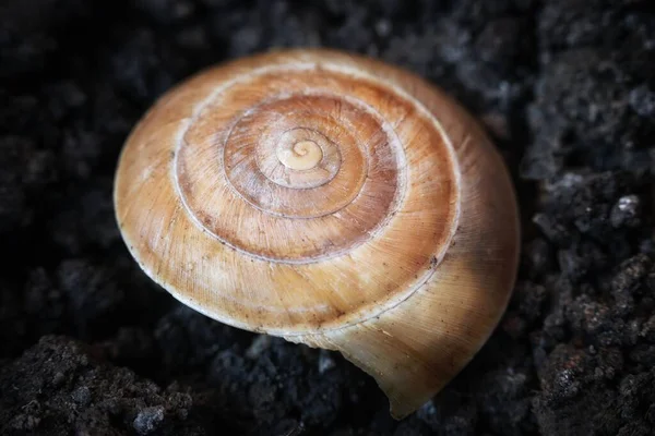 Coquille d'escargot au niveau du sol macro photo — Photo