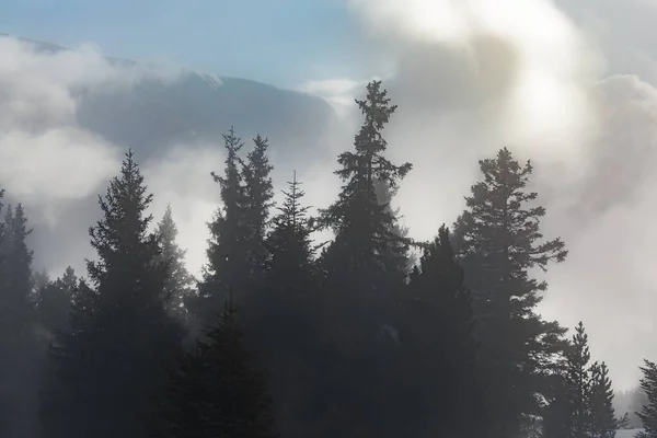 Nebelbedeckte Bäume in den Bergen — Stockfoto