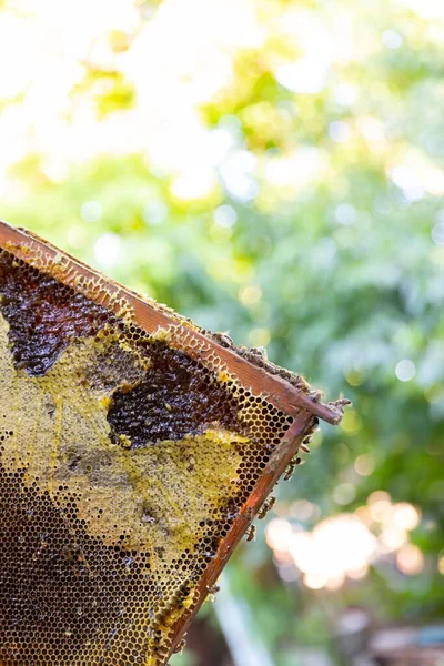 Abeilles mellifères sur un amas de ruches — Photo