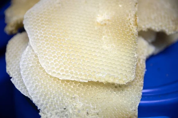 Closeup photo of some honeycombys — Stockfoto