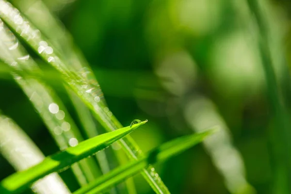 Fris groen gras met dauw — Stockfoto