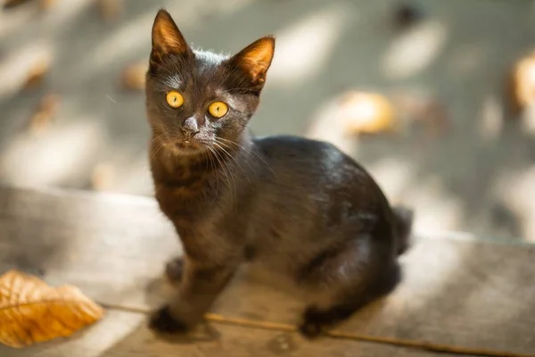 Zwarte kat buiten close-up foto — Stockfoto