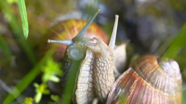 Snail on ground level macro photo