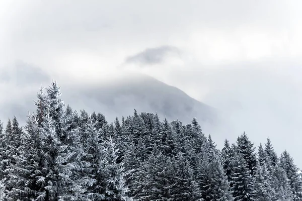 Árvores cobertas de neve nas montanhas — Fotografia de Stock