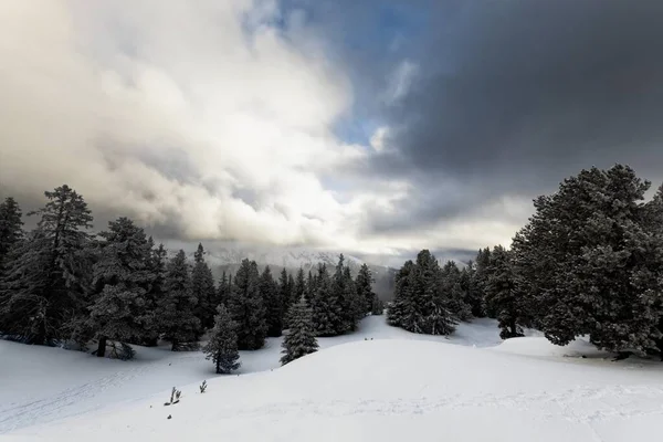 Mlhavý les s bílými zasněženými svahy — Stock fotografie
