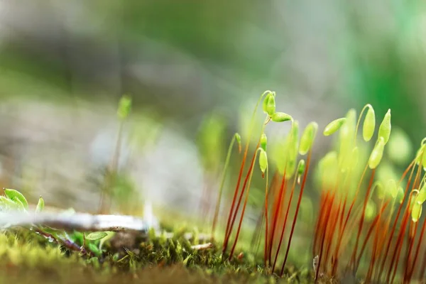 Petite plante de mousse sur le sol avec une concentration sélective — Photo