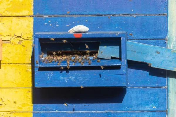 Медовые пчёлы на улье — стоковое фото