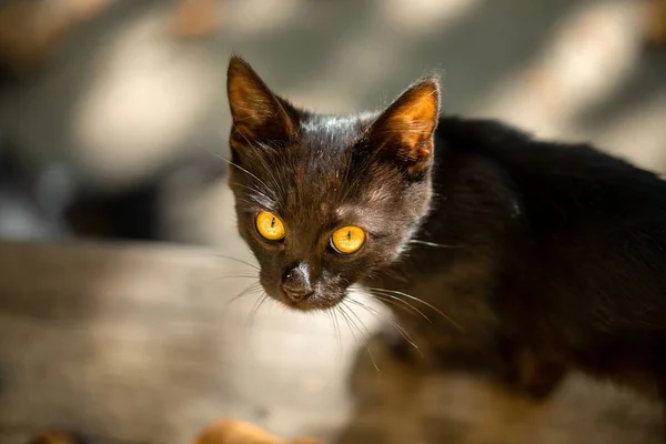 Μαύρη γάτα σε εξωτερικούς χώρους κοντινό πλάνο φωτογραφία — Φωτογραφία Αρχείου