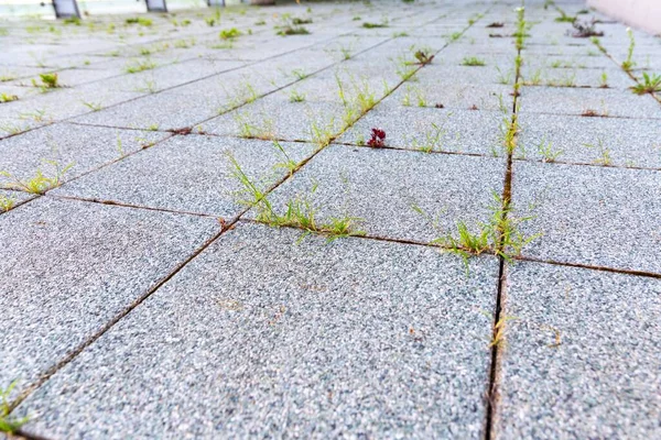 VVegetation popping out from unmaintained concrete floor — Stock Photo, Image