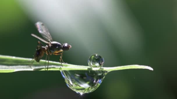 Pequena mosca na lâmina de grama macro footage — Vídeo de Stock