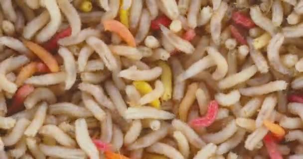 Množství červů jako textura pozadí detailní záběry — Stock video