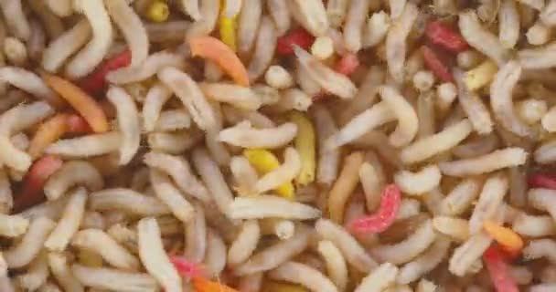 Abundance of worms as background texture closeup footage — Stock Footage Abundance of worms as background texture closeup footage Video Clip