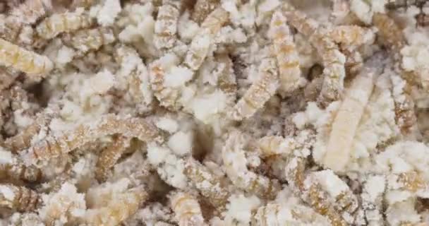 Abundance of worms as background texture closeup footage — Stock Footage Abundance of worms as background texture closeup footage Royalty Free Stock Footage