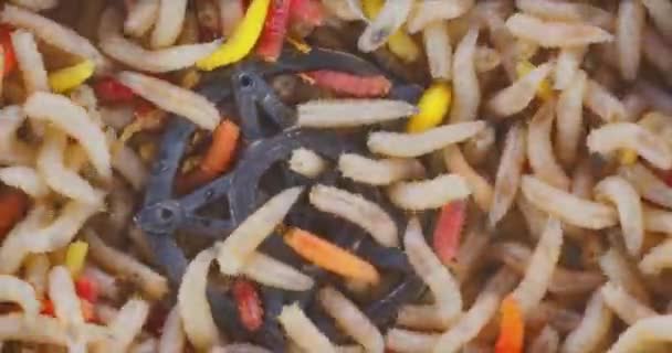 Abundance of worms as background texture closeup footage — Stock Footage Abundance of worms as background texture closeup footage Video Clip