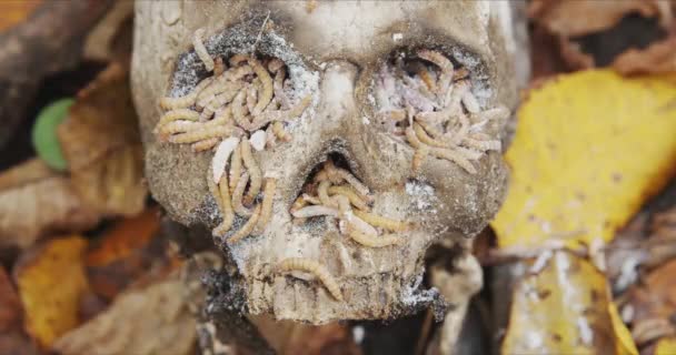 Maggots crawling on dead skull closeup footage — Stock video