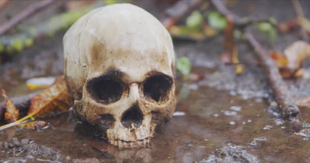 Oude schedel op de grond bedekt met bladeren — Stockvideo
