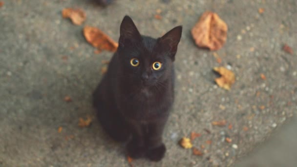Jovem gato ao ar livre closeup imagens — Vídeo de Stock