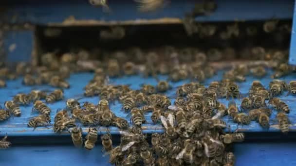 Honingbijen op een bijenkorf cluster — Stockvideo