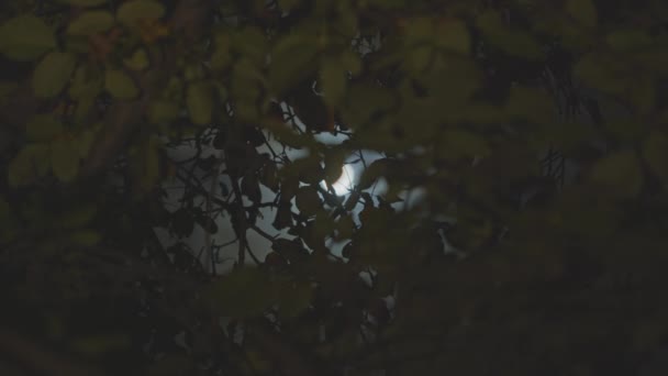 Chiaro di luna nel backround di alcuni alberi — Video Stock