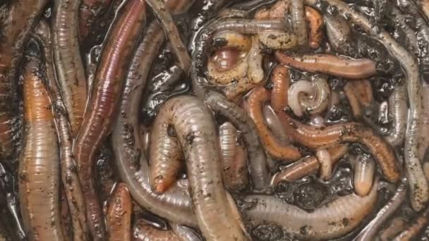 Veel regenwormen kruipen samen close-up beelden — Stockvideo