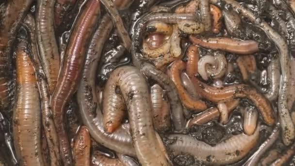 Many earthworms crawling together closeup footage — Stock Footage Many earthworms crawling together closeup footage Stock Video