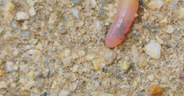 Earthworm closeup footage with bright red blood flowing through the body — Stock Video