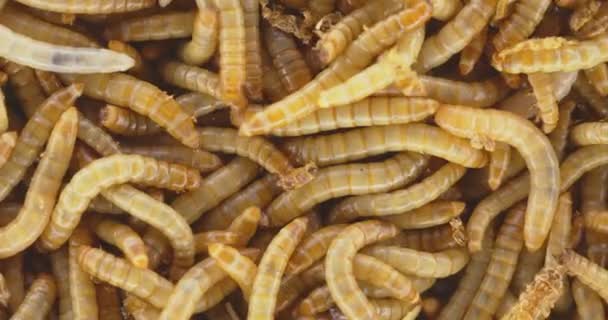 Spousta červů plazí jako textura pozadí detailní záběry — Stock video